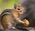nut