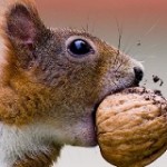 squirell