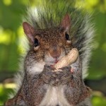 squirrel