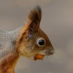 nut