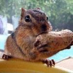 squirrel