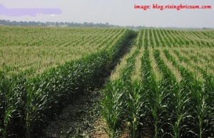 cornfields