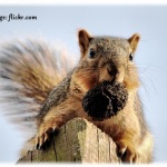 squirrel