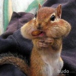 nuts
