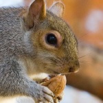 nut