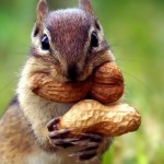 chipmunk