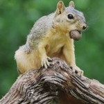 squirrel