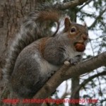 squirrel