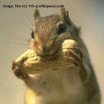 chipmunk
