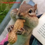 squirrel