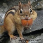 squirrel