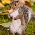 nut