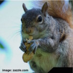 squirrel nut