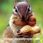 chipmunk
