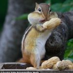 66 chipmunk