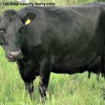 black cow