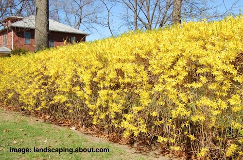 forsythia