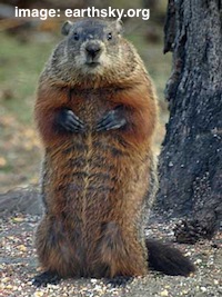 groundhog