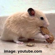 hamster nut
