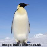 penguin