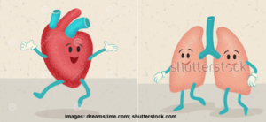 heartlungs