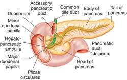 pancreas
