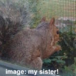 squirrel