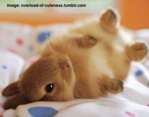 cute-bunny