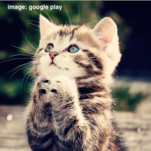 cute-cat-1