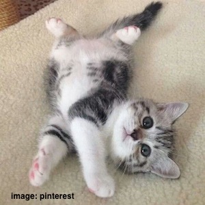 cute-cat-2