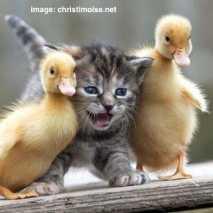 cute-cat-ducks