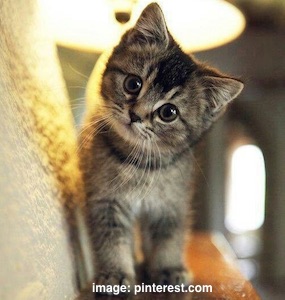 cute-cat3