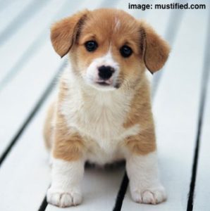 cute-dog-2