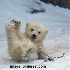 cute-polar-bear