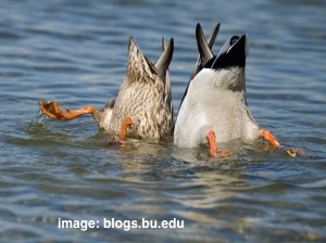 ducks